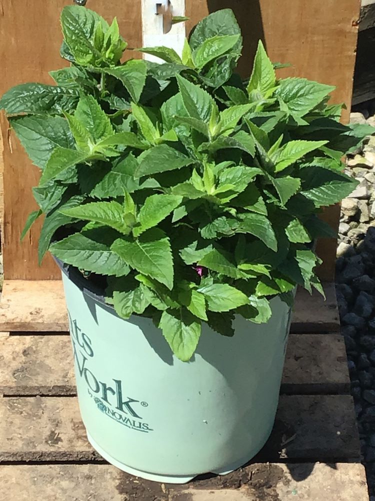 Pocahontas Pink Bee Balm (Monarda pocahontas &