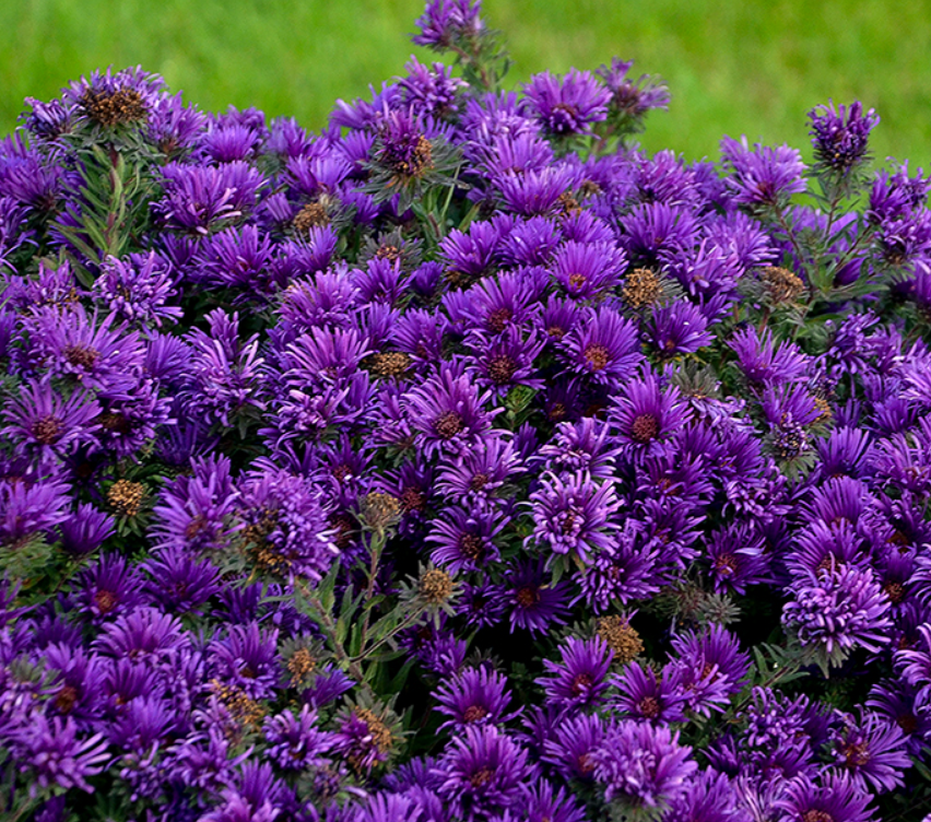 Grape Crush New England Aster (Aster grape &