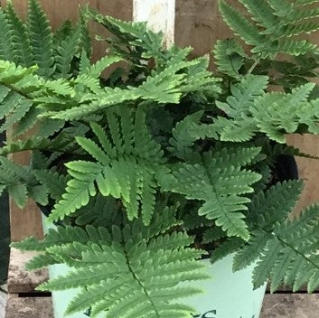Beautiful Wood Fern (Dryopteris &