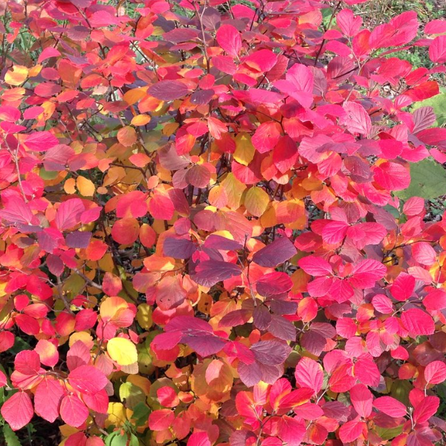 Legend Of The Fall® Bottlebrush (Fothergilla x intermedia &