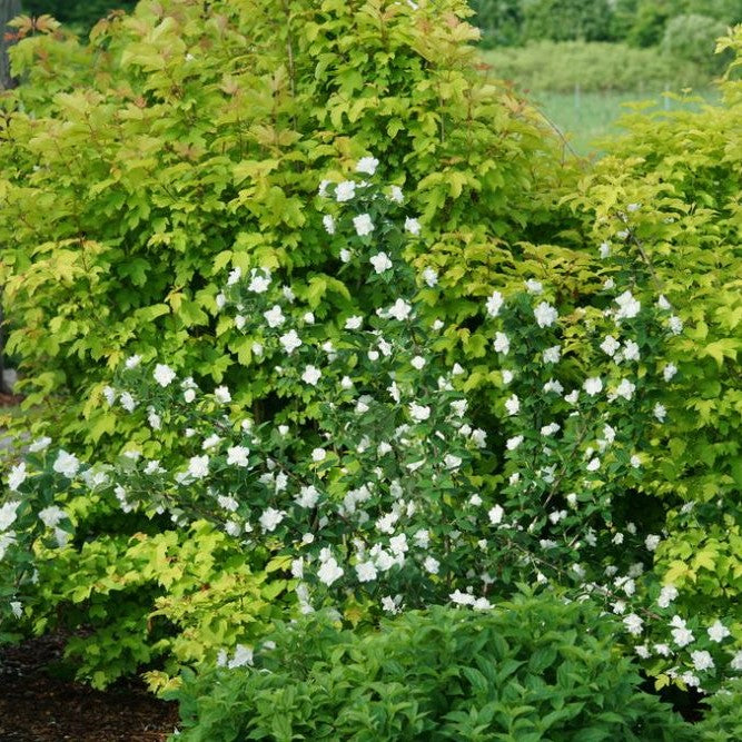Illuminati Arch® Mockorange (Philadelphus illuminati &