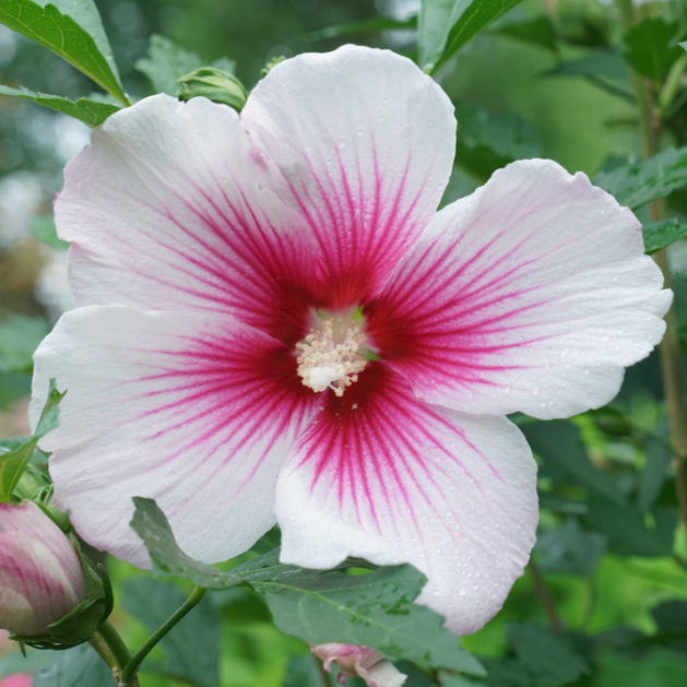 Paraplu Pink Ink® Rose of Sharon (Hibiscus paraplu &