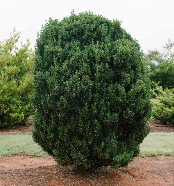 Chubby Hubby™ Japanese Holly (Ilex crenata &