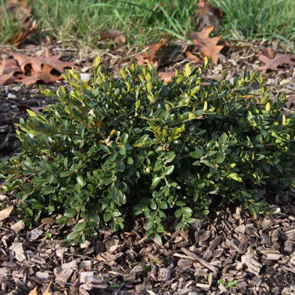 Flat-tery™ Boxwood (Buxus x &