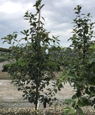 Honeycrisp Apple (Malus &