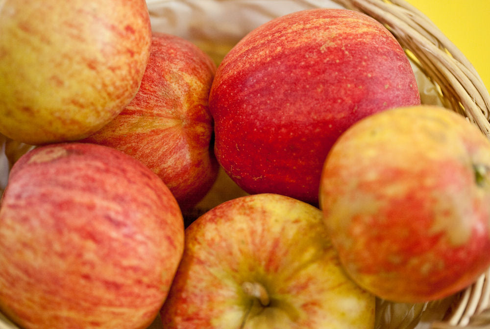Gala Apple (Malus &