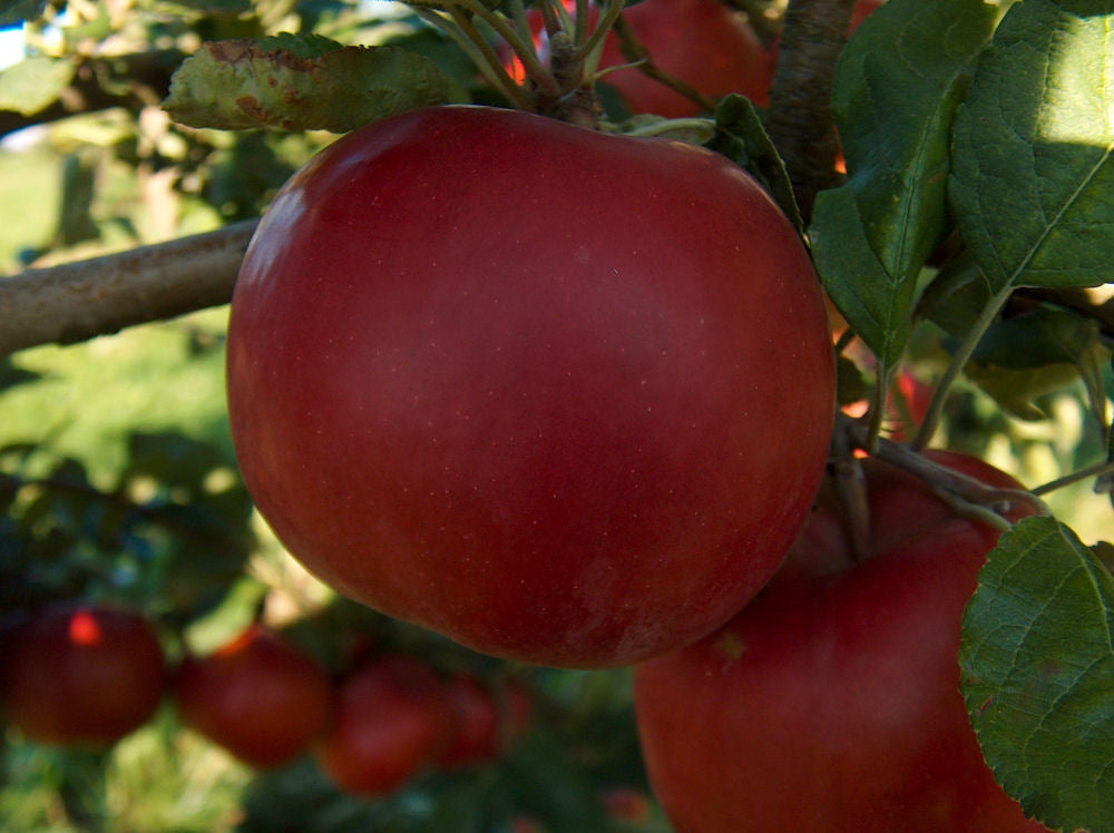 McIntosh Apple (Malus &