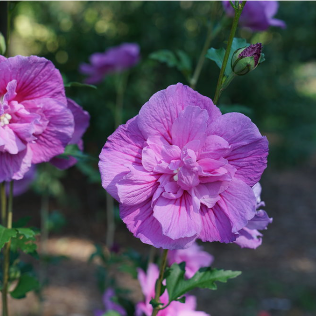 Dark Lavender Chiffon® Rose of Sharon (Hibiscus syriacus &