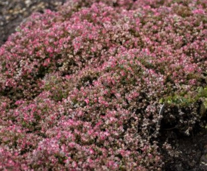 Steel the Show Stonecrop (Sedum steel &