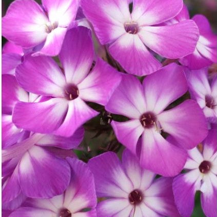 Flame® Pro Purple Garden Phlox (Phlox paniculata &
