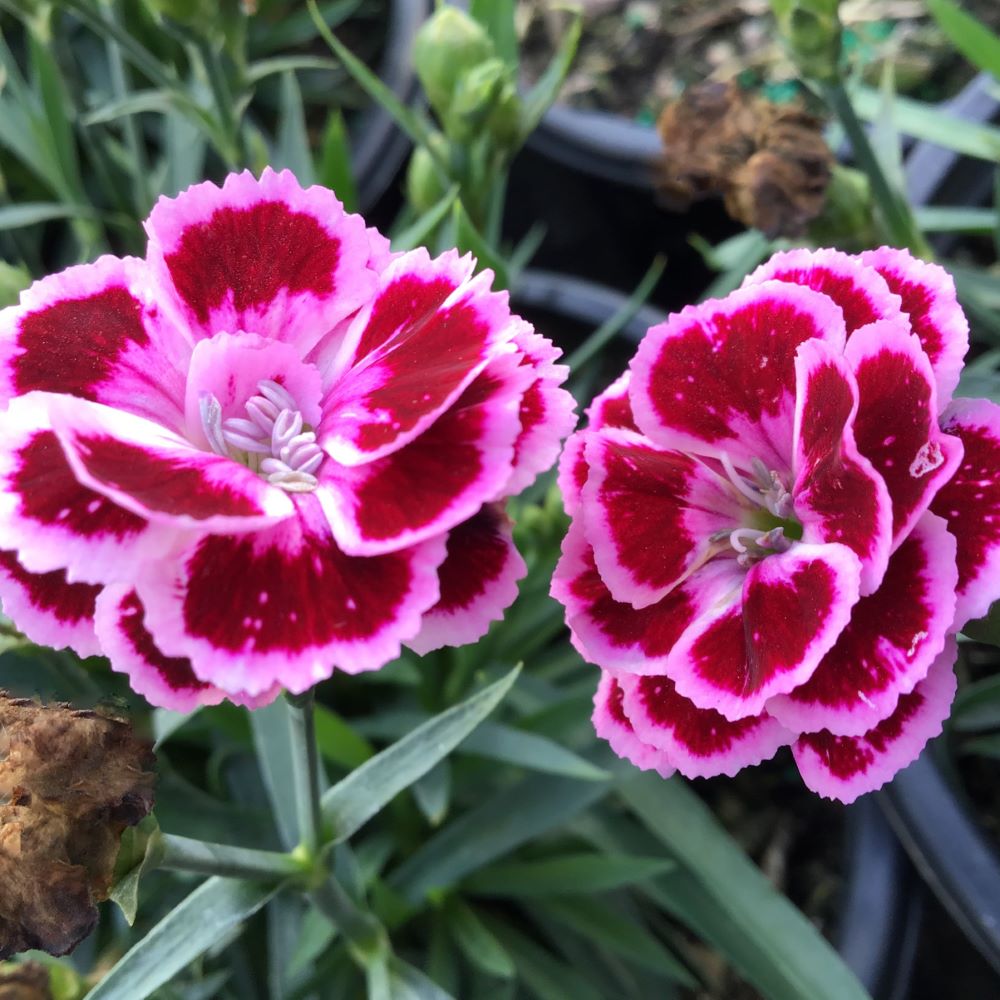 Dianthus Purple Bicolor Pinks (Dianthus delilah &