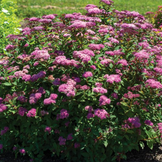 Empire® Ice Dragon™ Spiraea (Spiraea empire &
