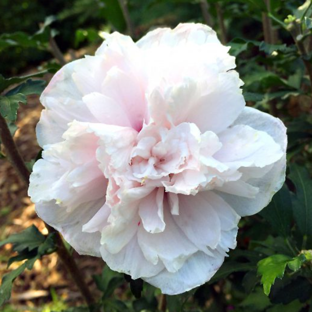 French Cabaret™ Blush Hibiscus (Hibiscus syriacus &