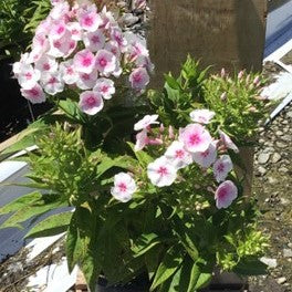 Flame® Pro Baby Doll Garden Phlox (Phlox paniculata &