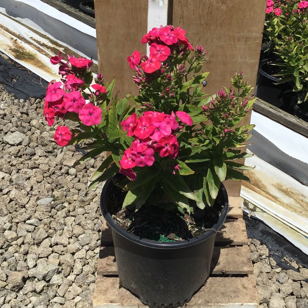 Flame® Pro Cerise Garden Phlox (Phlox paniculata &