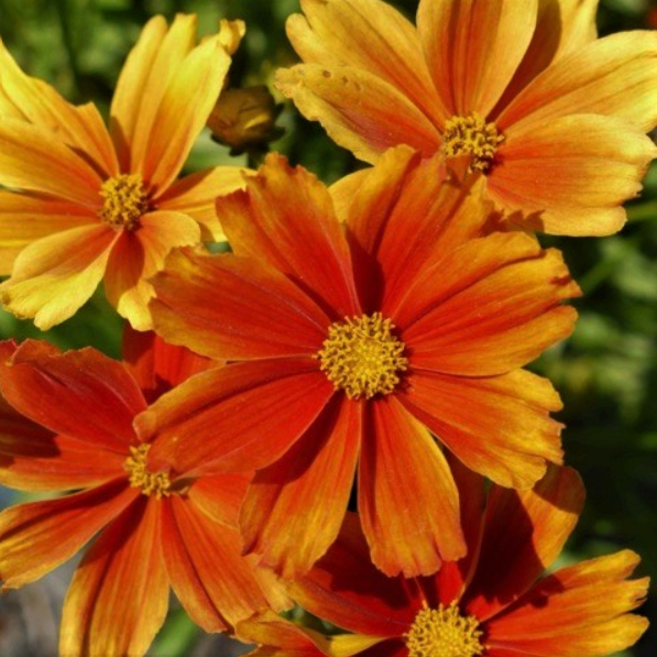 Coreopsis Lil Bang™ Darling Clemantine (Coreopsis x &