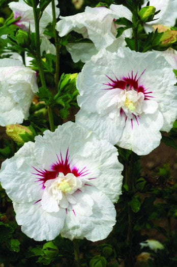 Bali™ Hibiscus (Hibiscus syriacus &