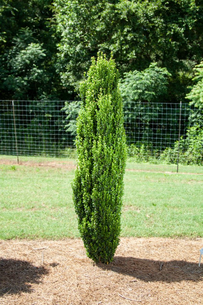 Straight &amp; Narrow® Japanese Holly (Ilex crenata &