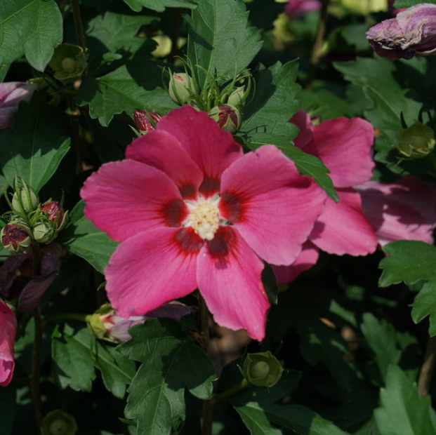 Paraplu Rouge® Rose of Sharon (Hibiscus paraplu &