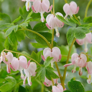 Pale Pink Bleeding Heart (Dicentra spectabilis &