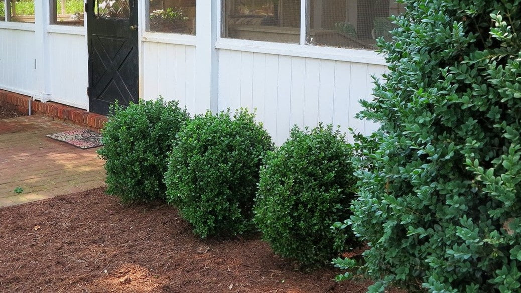 NewGen Freedom® Boxwood (Buxus newgen &