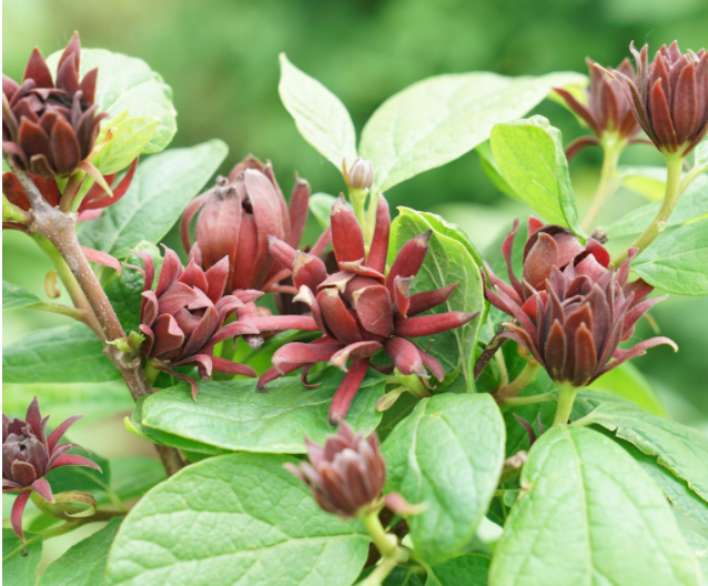 Simply Scentsational® Sweetshrub (Calycanthus simply &