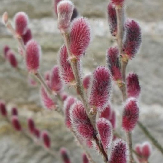 Mount Aso Pussy Willow (Salix G &