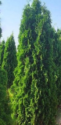 THIN MAN® Arborvitae (Thuja occidentalis &