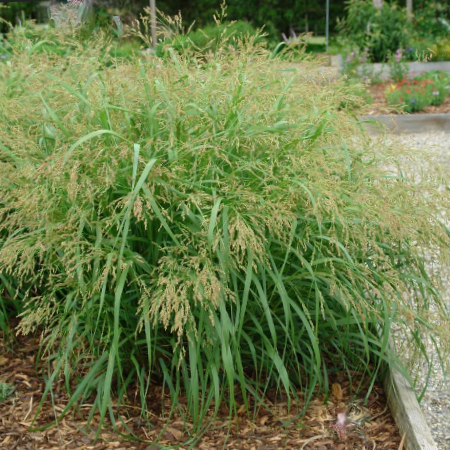 Cape Breeze Switchgrass (Panicum &