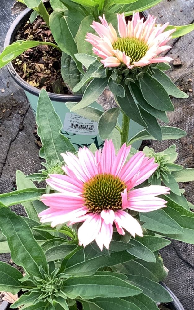 Sunseekers Salmon Coneflower (Echinacea sunseekers &