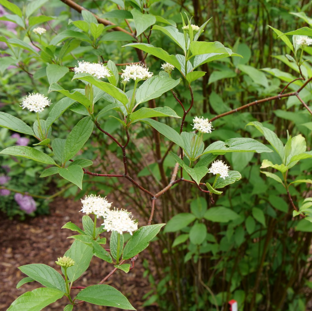 Red-Osier Dogwood (Cornus stolonifera &