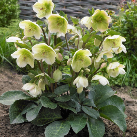 Hellebore Mollys White (Helleborus &