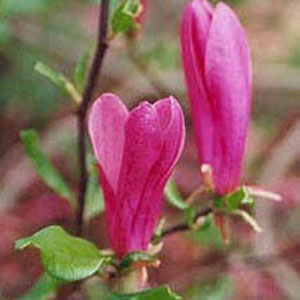 Susan Magnolia (Magnolia x &