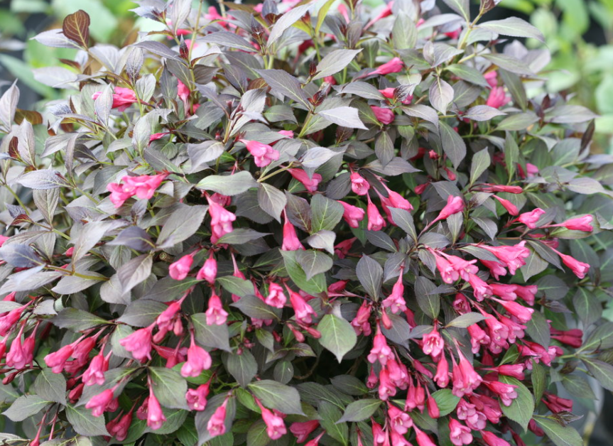 Midnight Wine Shine® Weigela (Weigela florida &