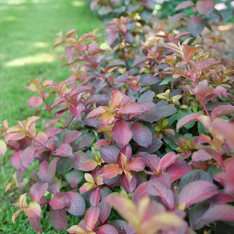Midnight Sun™ Reblooming Weigela (Weigela midnight &
