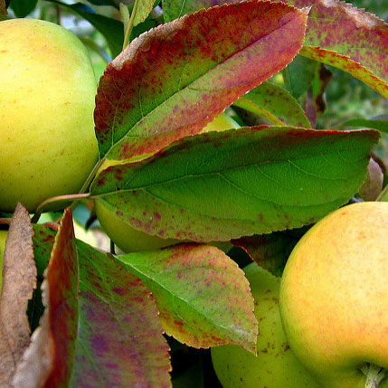 Yellow Delicious Apple (Malus &