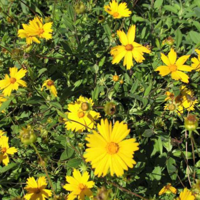 Sunshine Superman Tickseed (Coreopsis sunshine &
