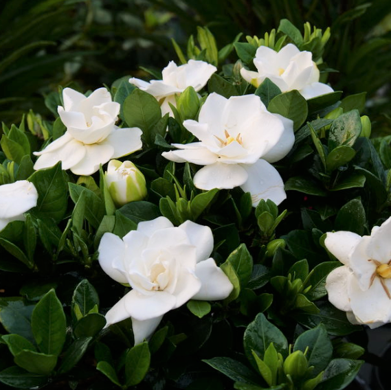 Steady as She Goes® (Gardenia steady &
