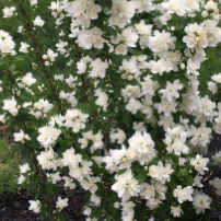 Pearls of Perfume™ Mock Orange (Philadelphus pearls &
