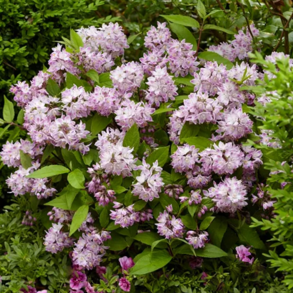 Raspberry Sundae Deutzia (Deutzia &