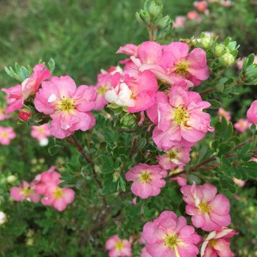Happy Face Hearts® Potentilla (Potentilla &