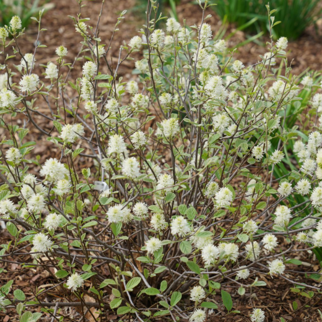Legend of the Small® Bottlebrush (Fothergilla x intermedia &