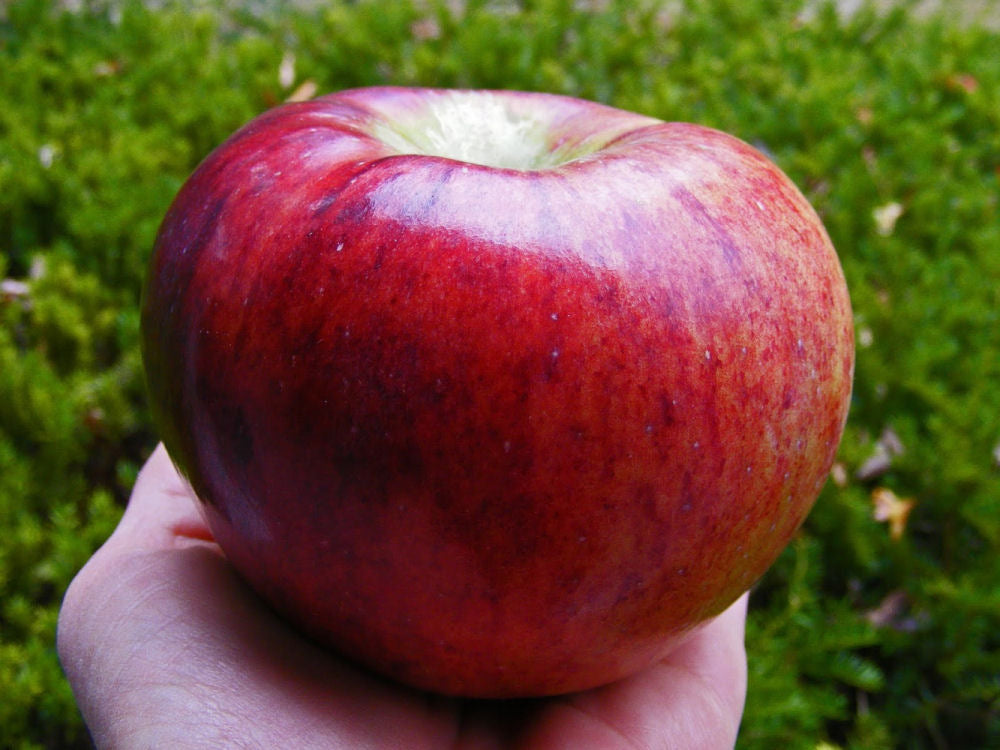 Cortland Apple (Malus &