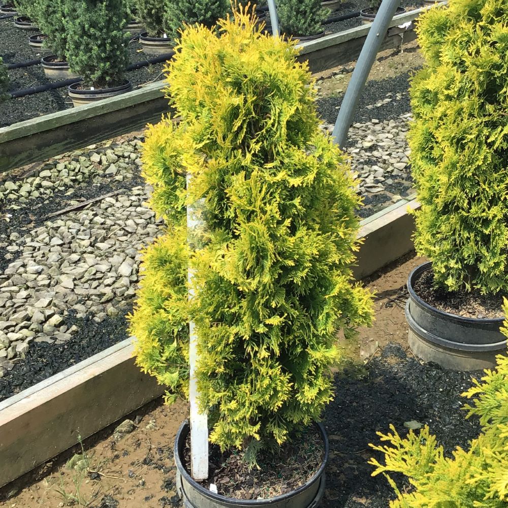 Jantar arborvitae (Thuja occidentalis &