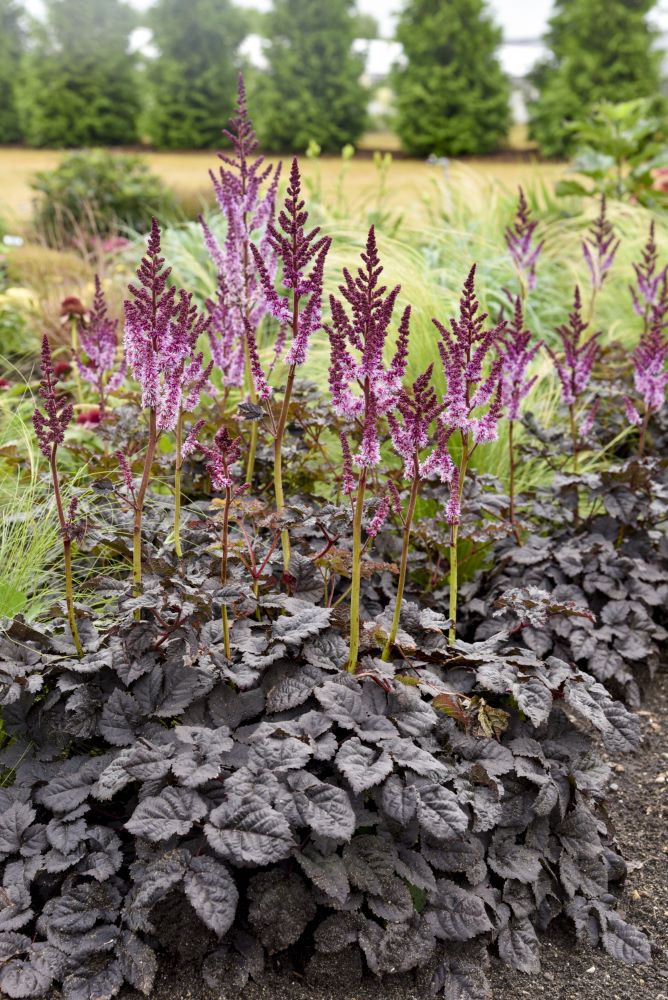 Dark Side of the Moon Astilbe (Astilbe &