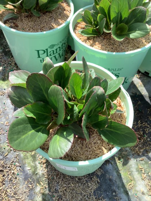Bergenia Early Brilliance™ Magenta  (Bergenia &