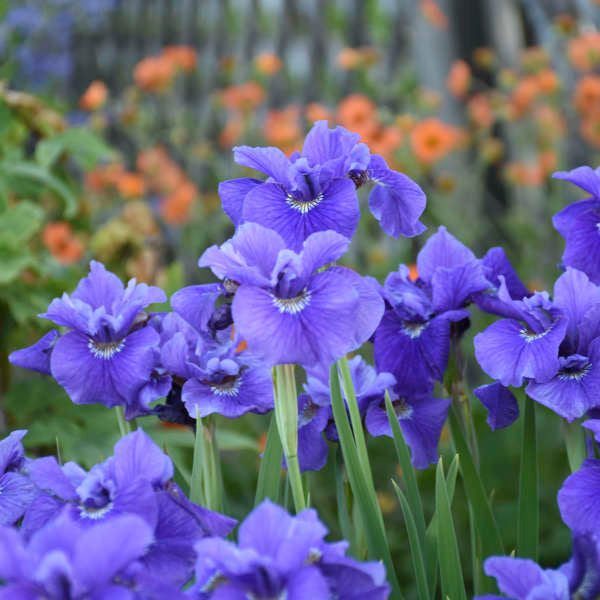 Ruffled Velvet Siberian Iris (Iris siberica &