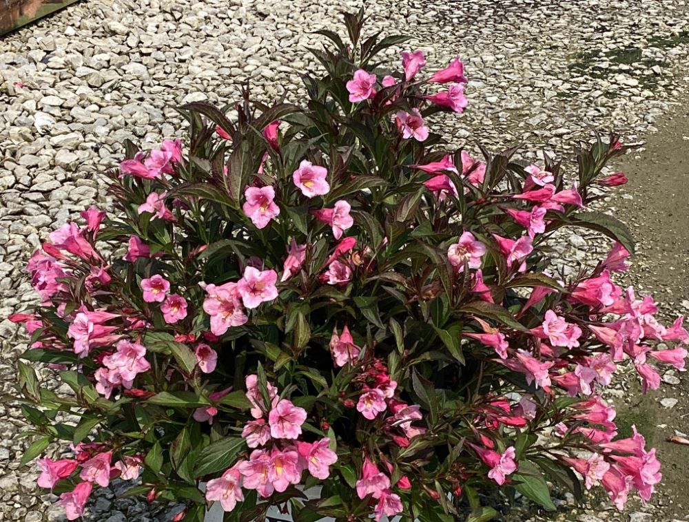 Sonic Bloom® Wine Weigela (Weigela sonic &