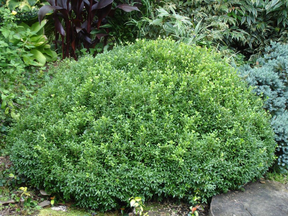 NewGen Liberty Bell™ Boxwood (Buxus newgen &
