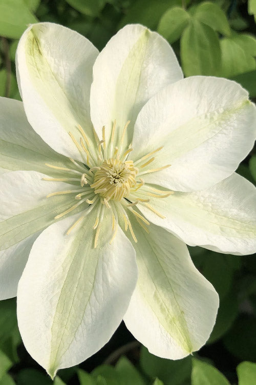 Guernsey Flute™ Clematis (Clematis guernsey &